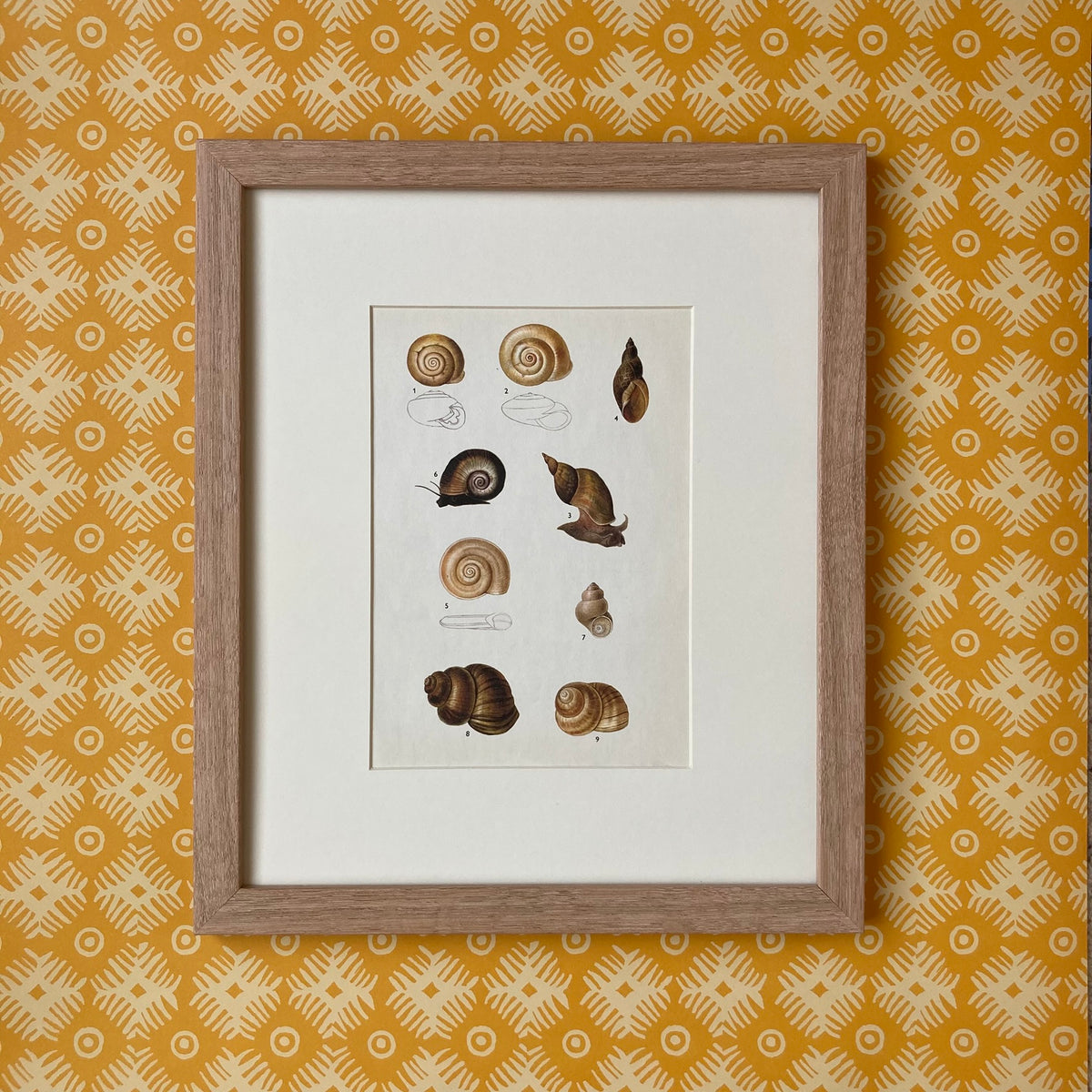 1970s Garden Pond Snail Mounted Print ~ 10 x 12"