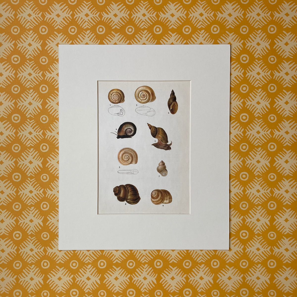 1970s Garden Pond Snail Mounted Print ~ 10 x 12"