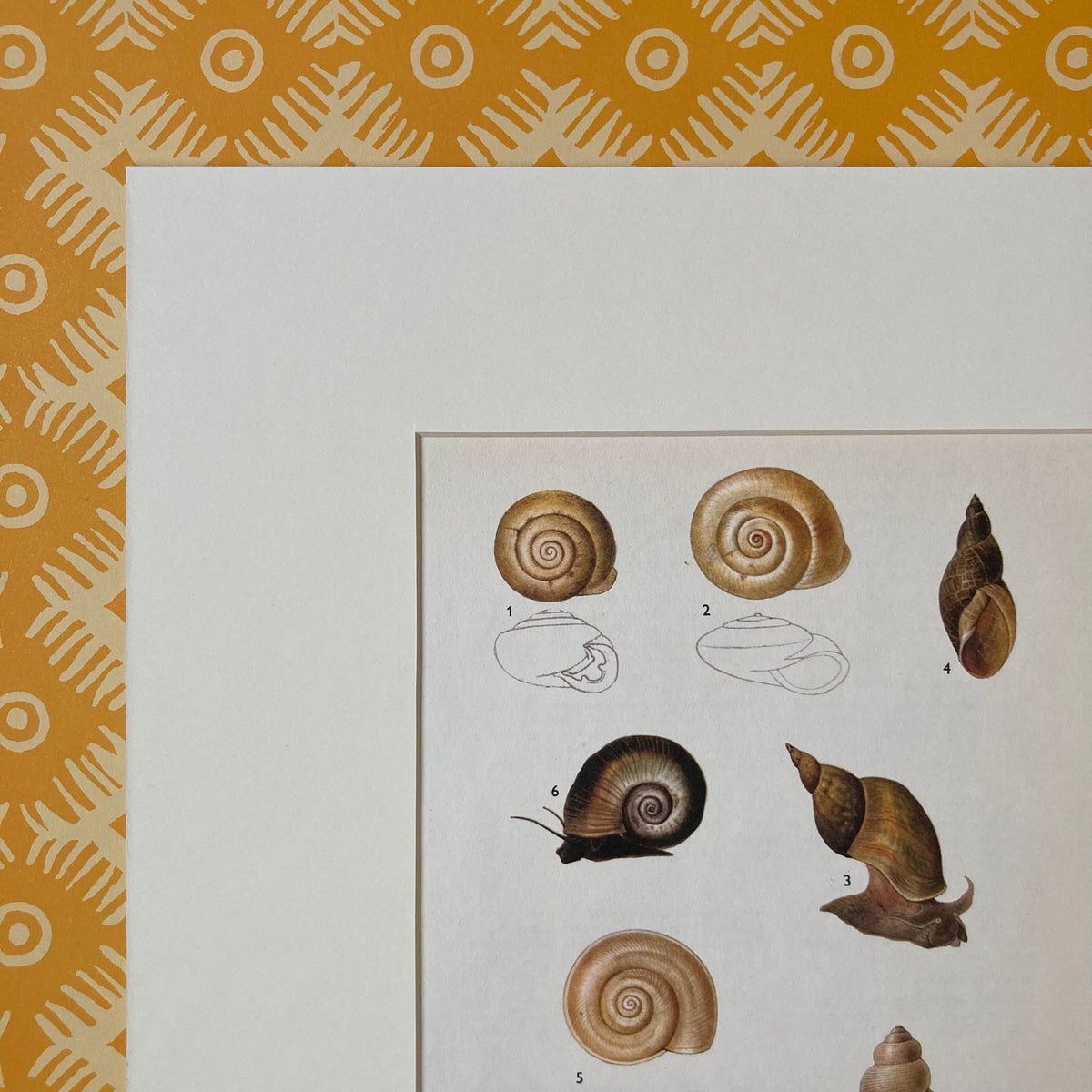 1970s Garden Pond Snail Mounted Print ~ 10 x 12"