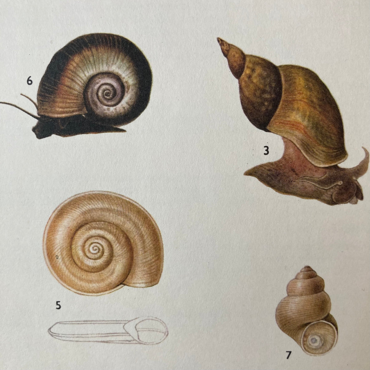 1970s Garden Pond Snail Mounted Print ~ 10 x 12"