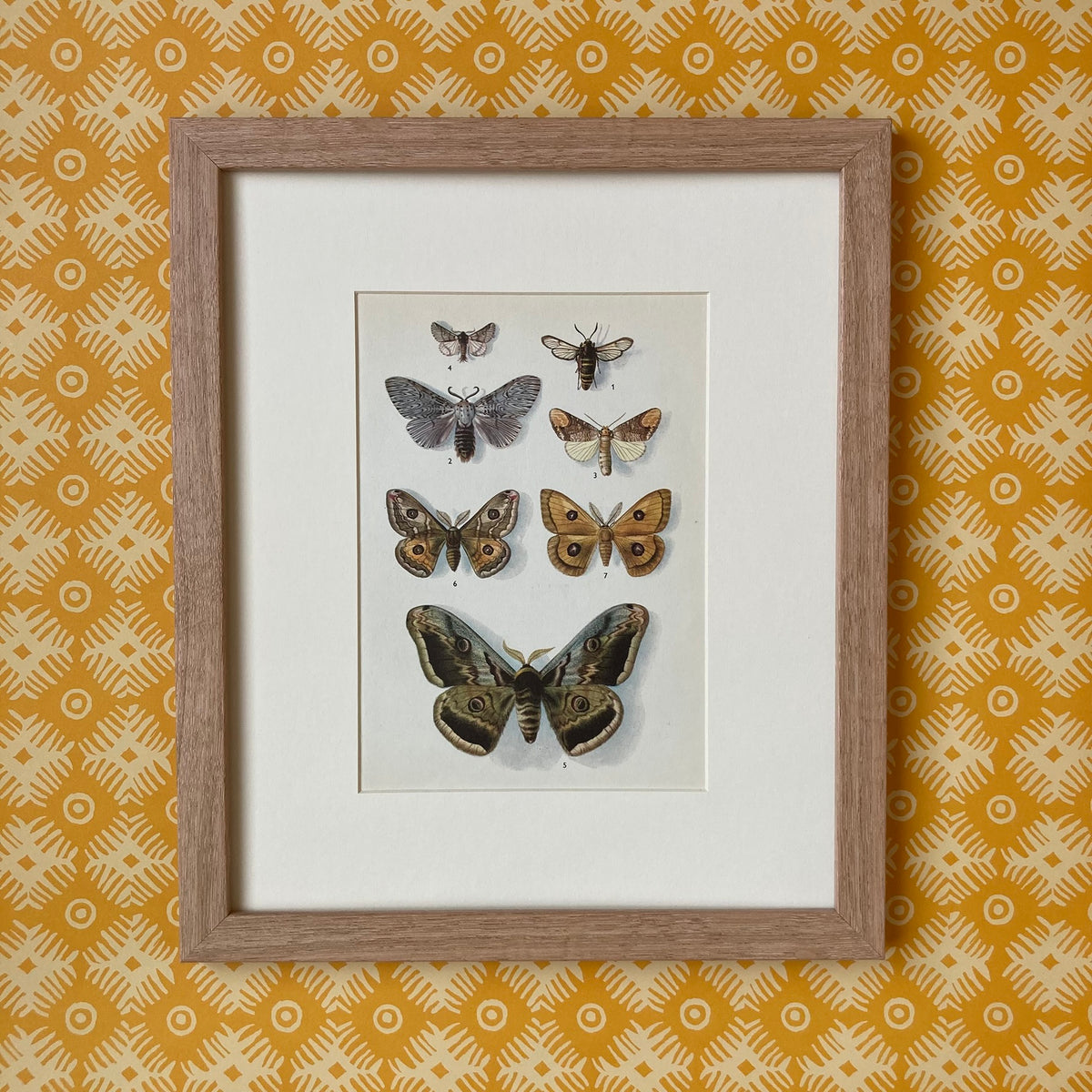 1970s Emperor Moths Mounted Print ~ 10 x 12"