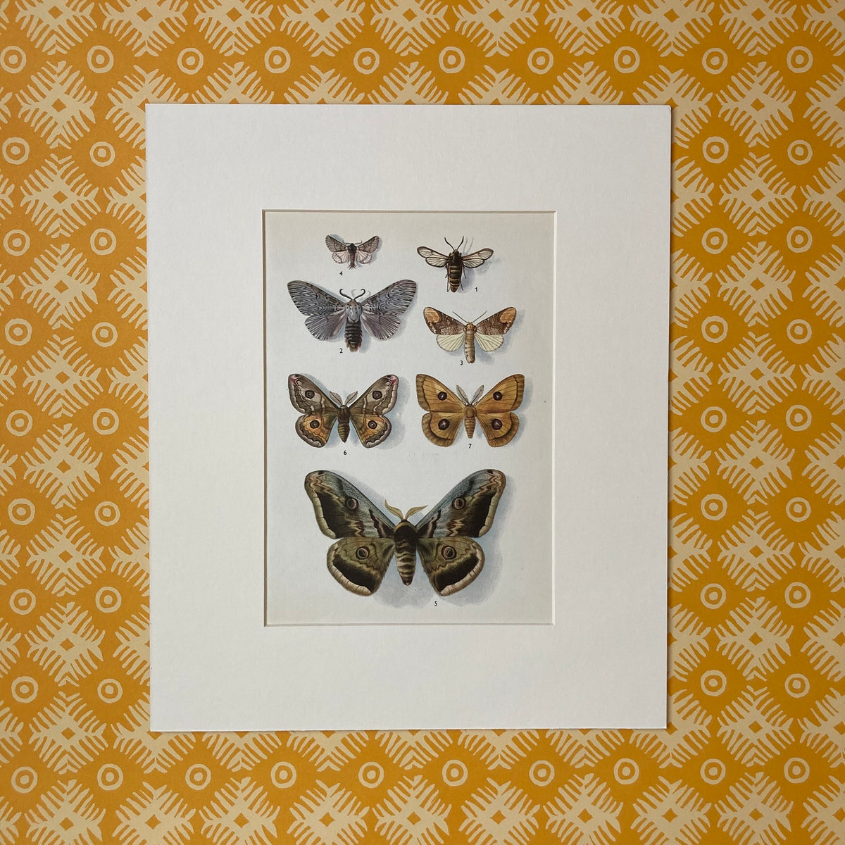 1970s Emperor Moths Mounted Print ~ 10 x 12"