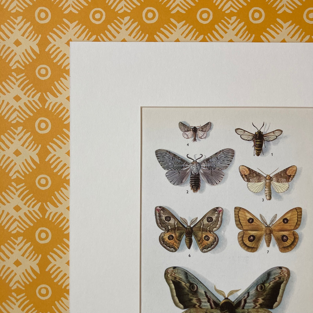 1970s Emperor Moths Mounted Print ~ 10 x 12"