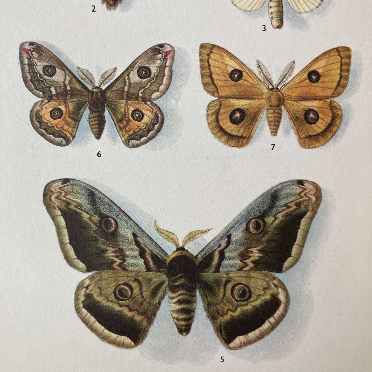 1970s Emperor Moths Mounted Print ~ 10 x 12"