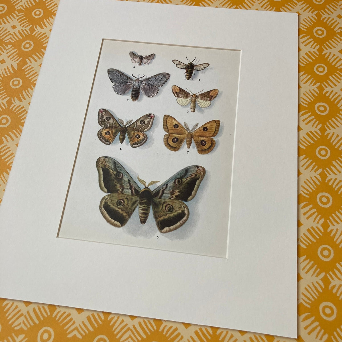 1970s Emperor Moths Mounted Print ~ 10 x 12"