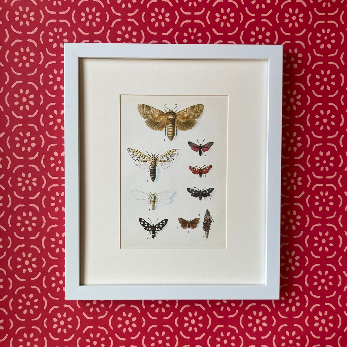 1970s Spotted Moths Mounted Print ~ 10 x 12"