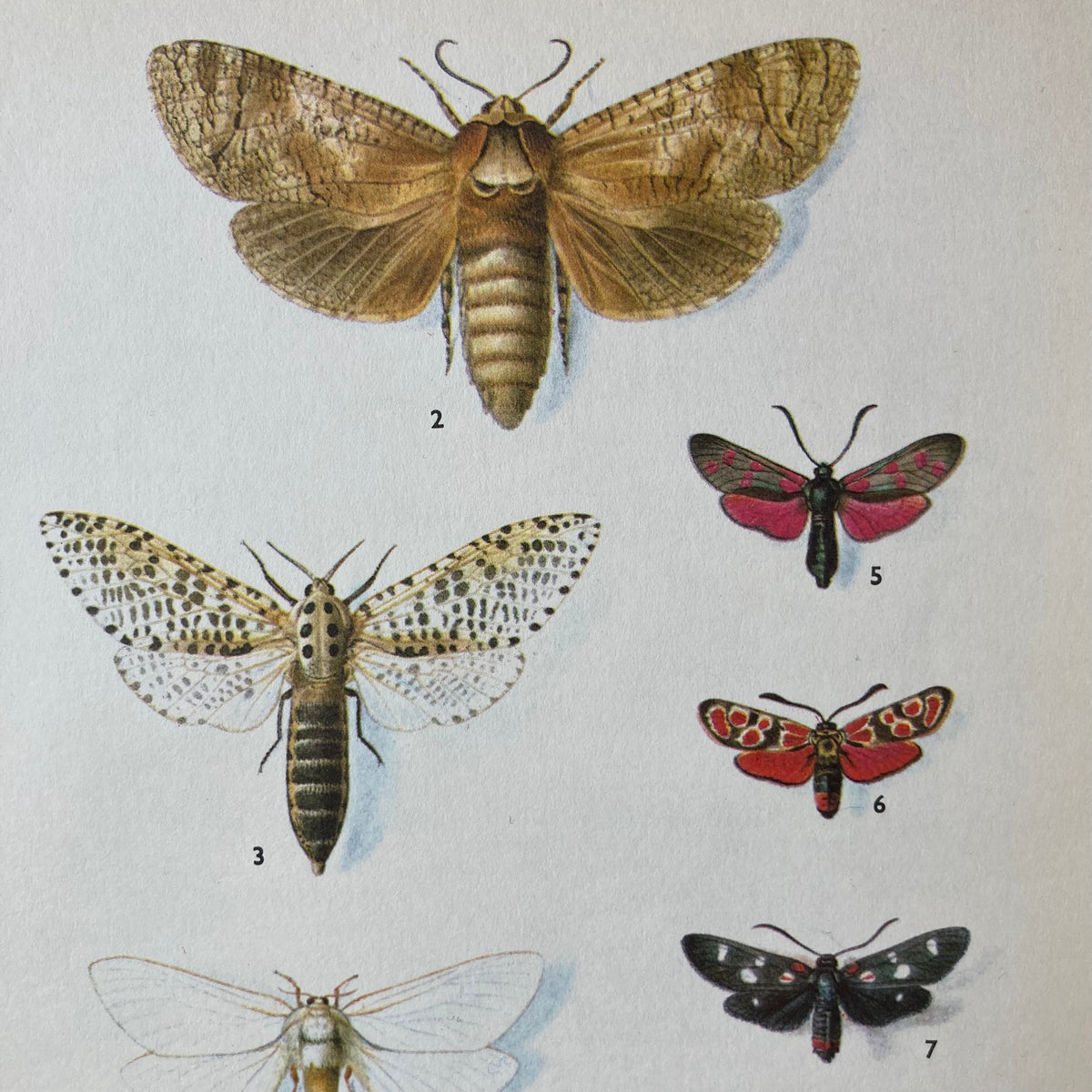 1970s Spotted Moths Mounted Print ~ 10 x 12"