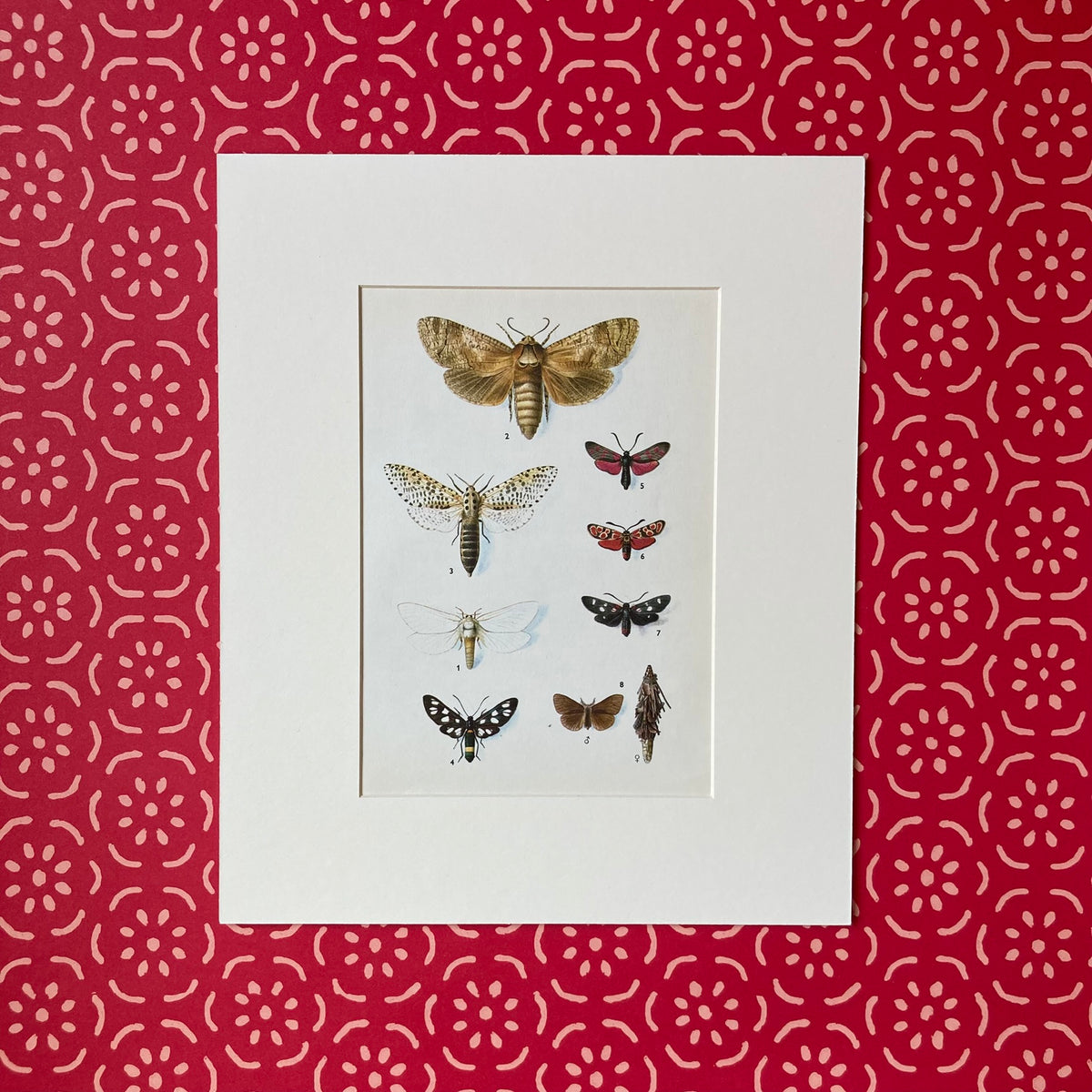 1970s Spotted Moths Mounted Print ~ 10 x 12"