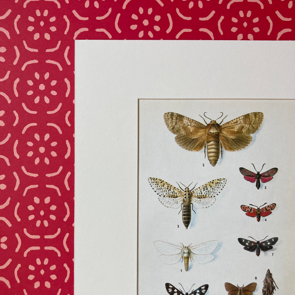 1970s Spotted Moths Mounted Print ~ 10 x 12"