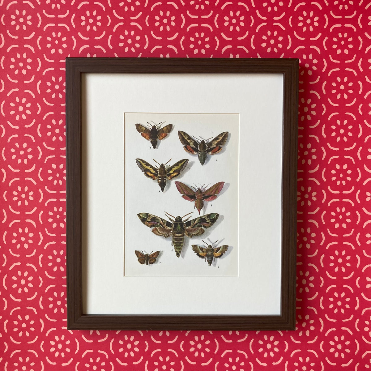 1970s Sphinx Moths Mounted Print ~ 10 x 12"
