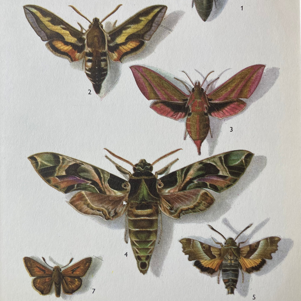 1970s Sphinx Moths Mounted Print ~ 10 x 12"