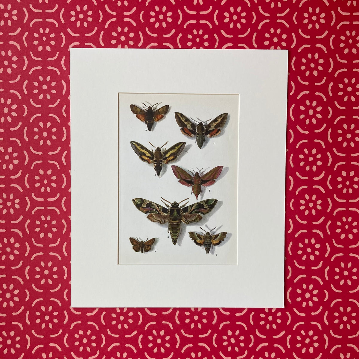 1970s Sphinx Moths Mounted Print ~ 10 x 12"
