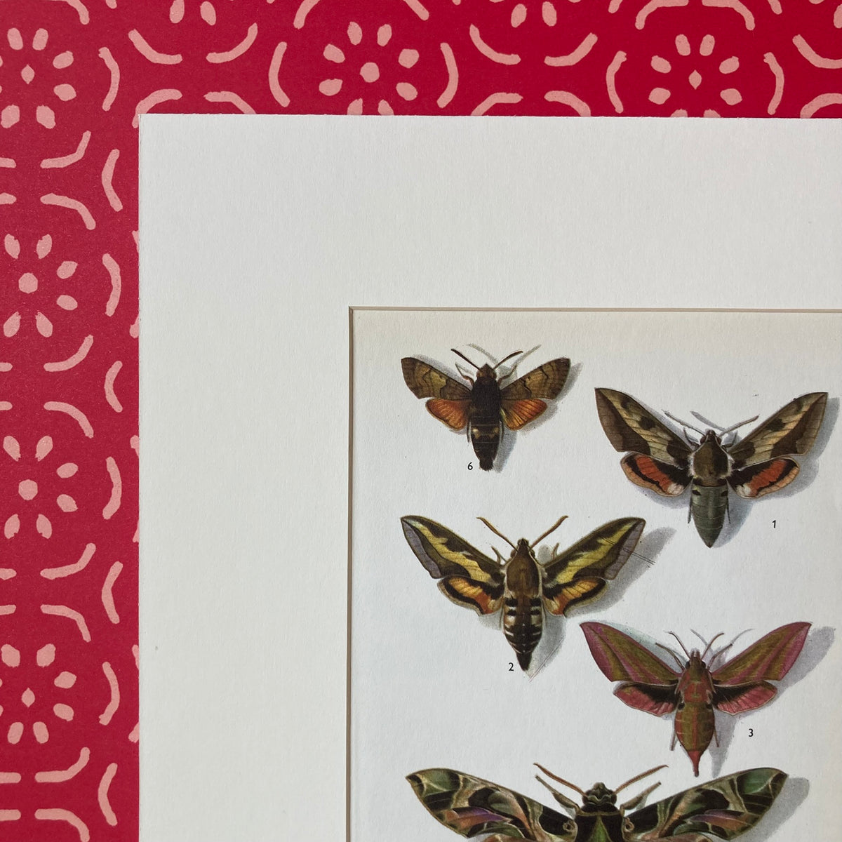 1970s Sphinx Moths Mounted Print ~ 10 x 12"