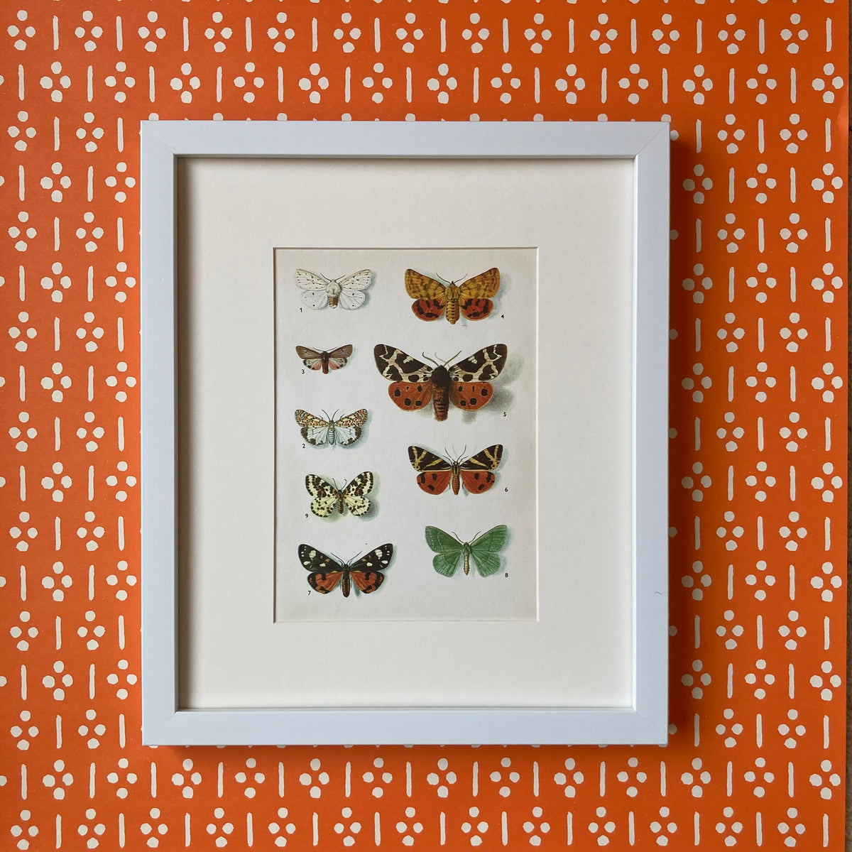 1970s Tiger Moths Mounted Print 10 x 12"