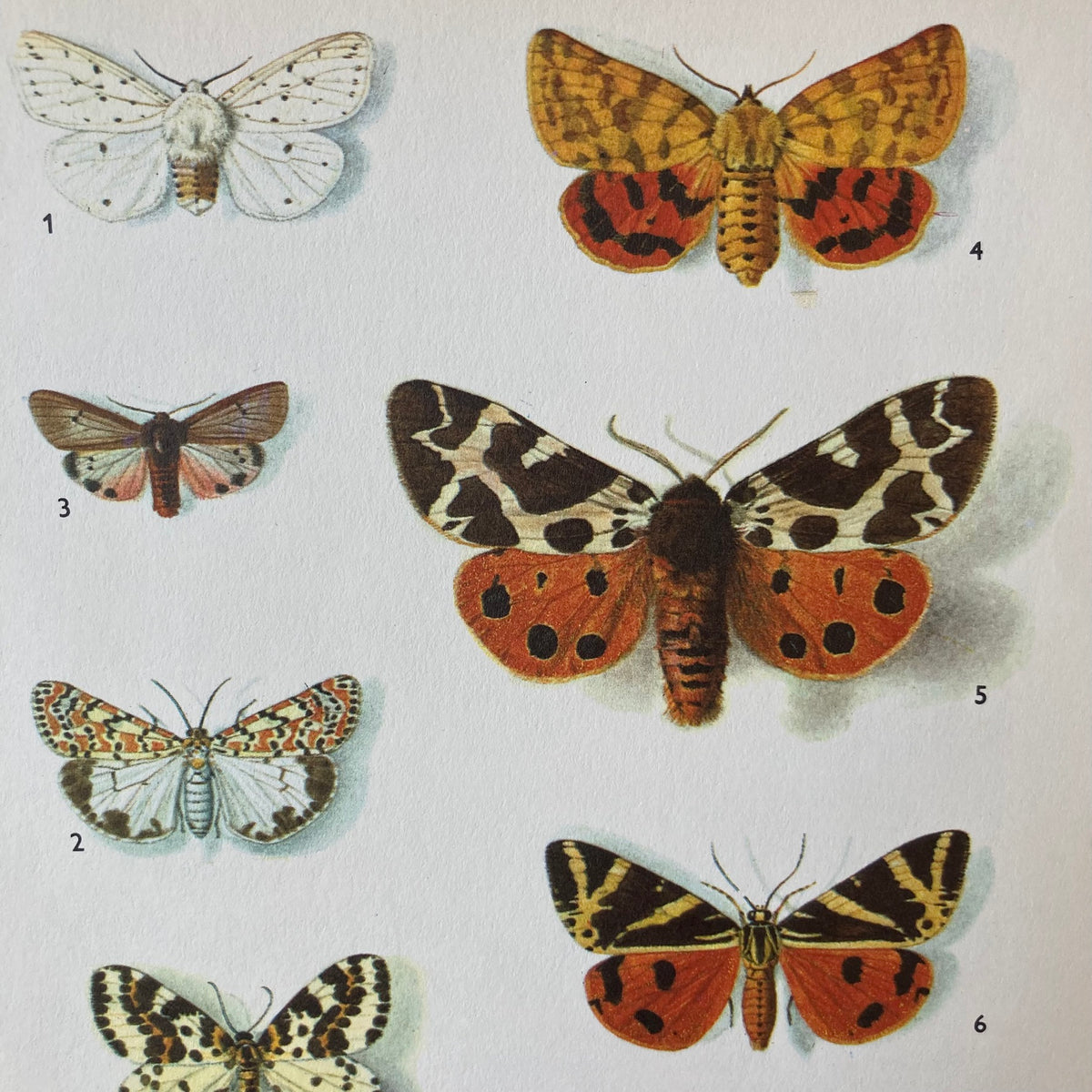 1970s Tiger Moths Mounted Print 10 x 12"