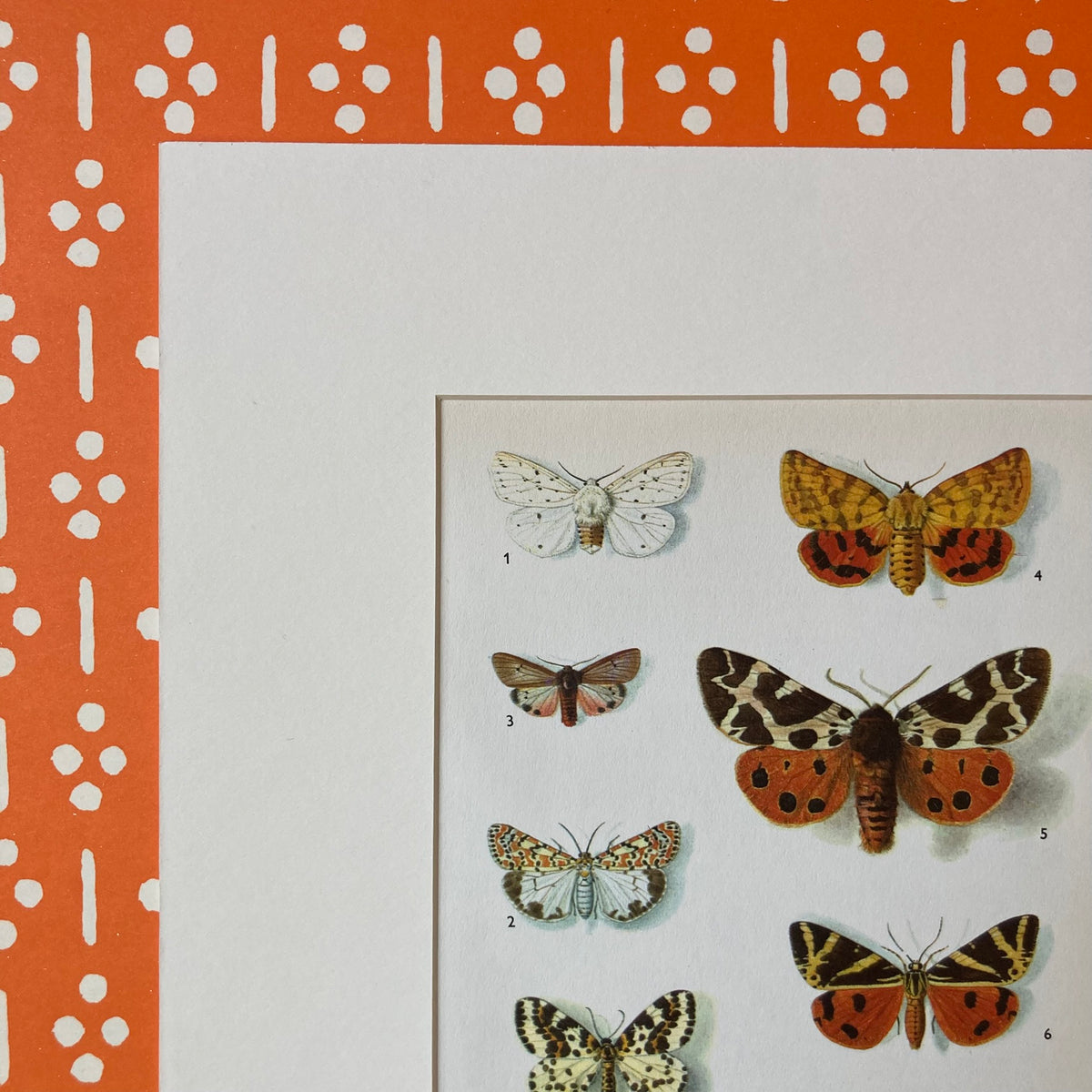1970s Tiger Moths Mounted Print 10 x 12"