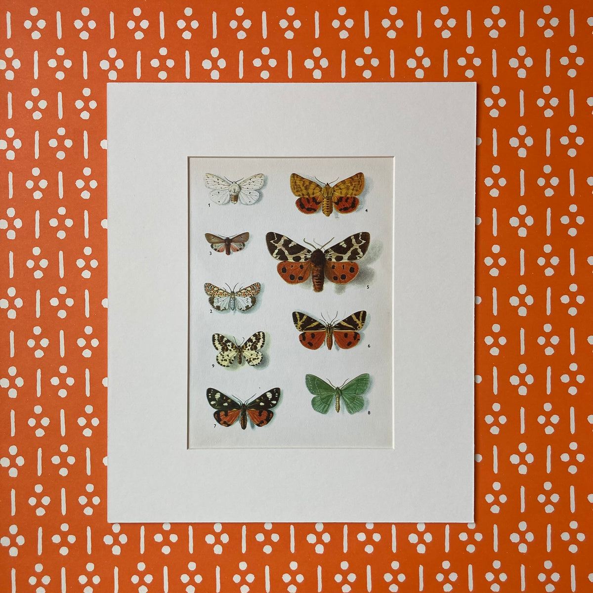 1970s Tiger Moths Mounted Print 10 x 12"