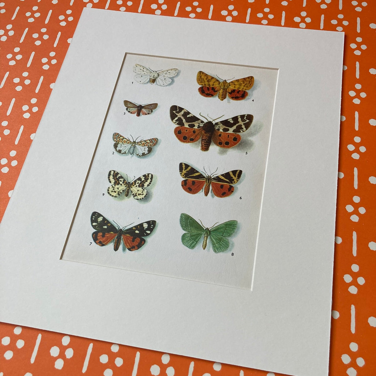 1970s Tiger Moths Mounted Print 10 x 12"