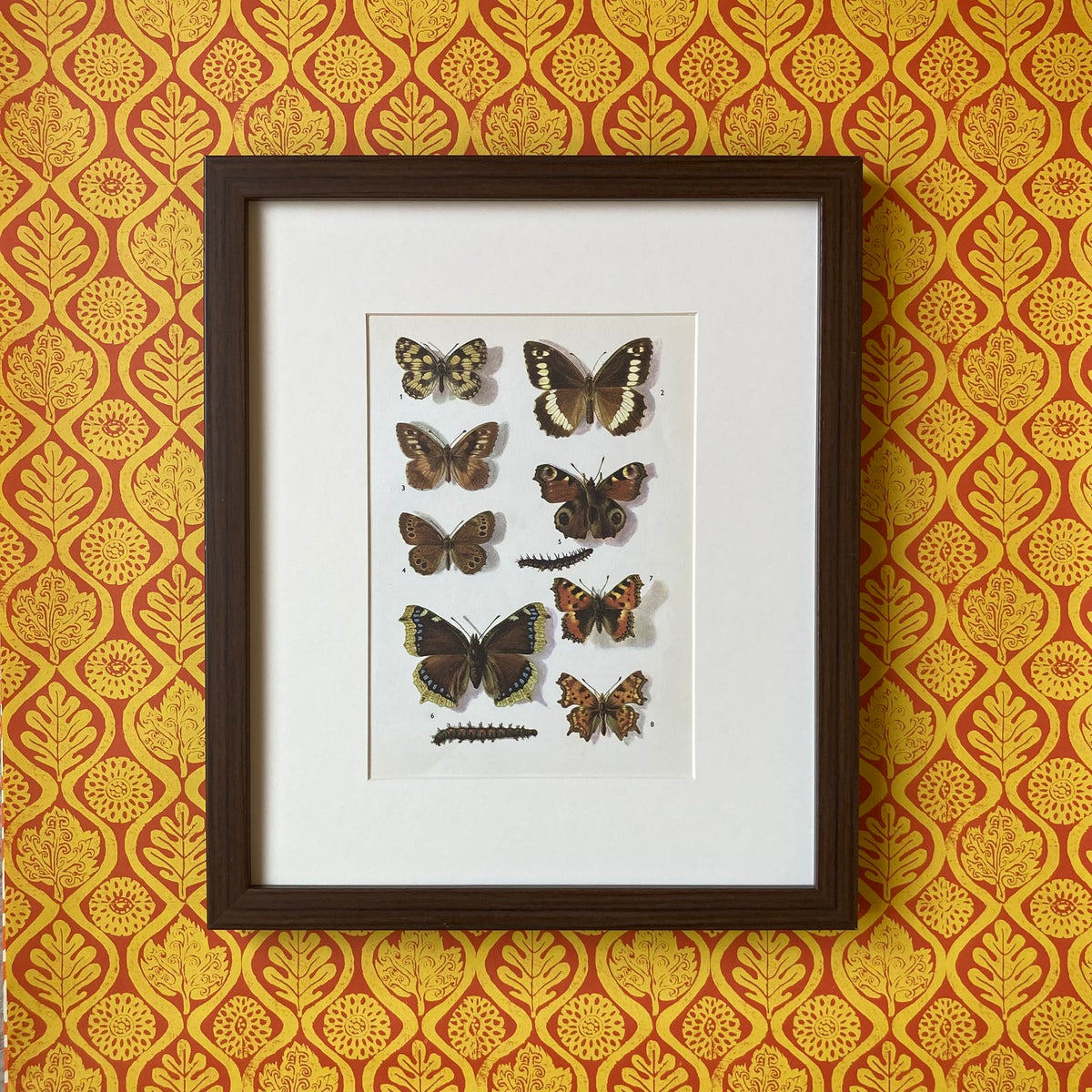 1970s British Butterflies Mounted Print ~ 10 x 12"