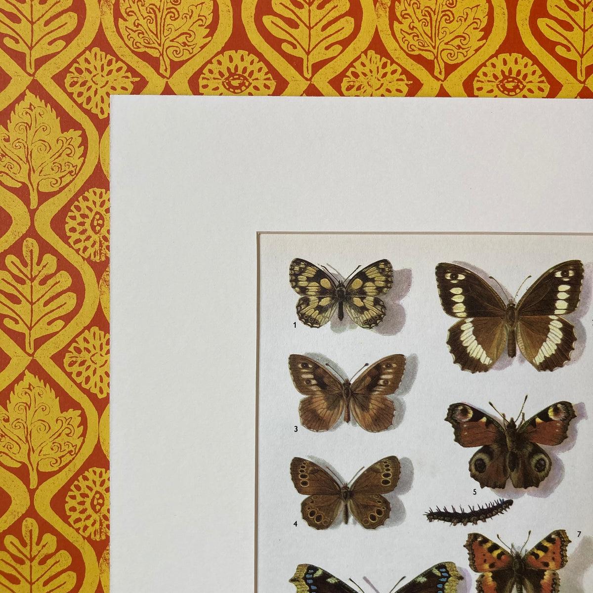 1970s British Butterflies Mounted Print ~ 10 x 12"