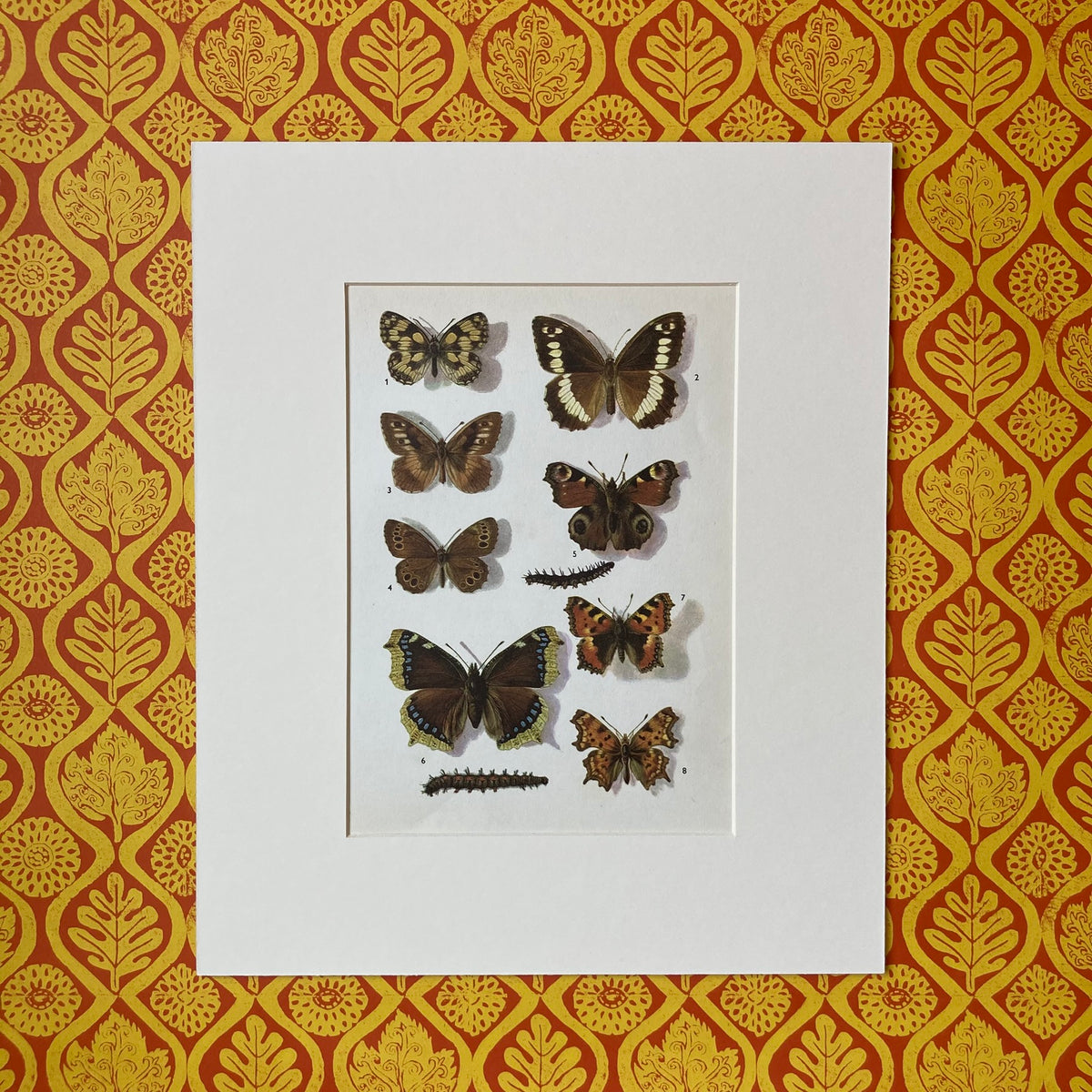 1970s British Butterflies Mounted Print ~ 10 x 12"