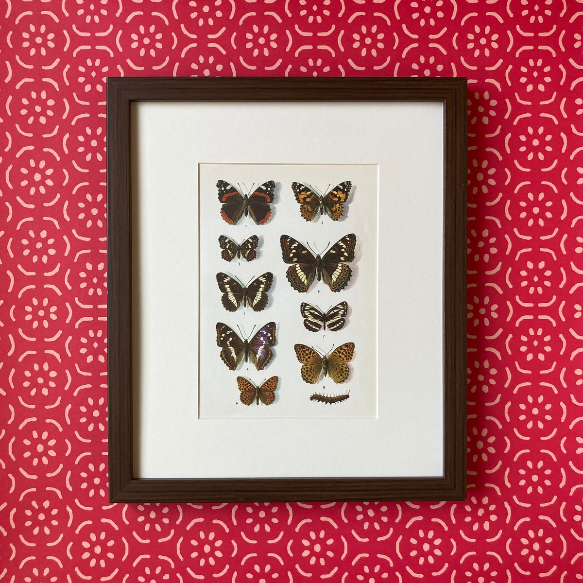 1970s British Butterflies Mounted Print ~ 10 x 12"