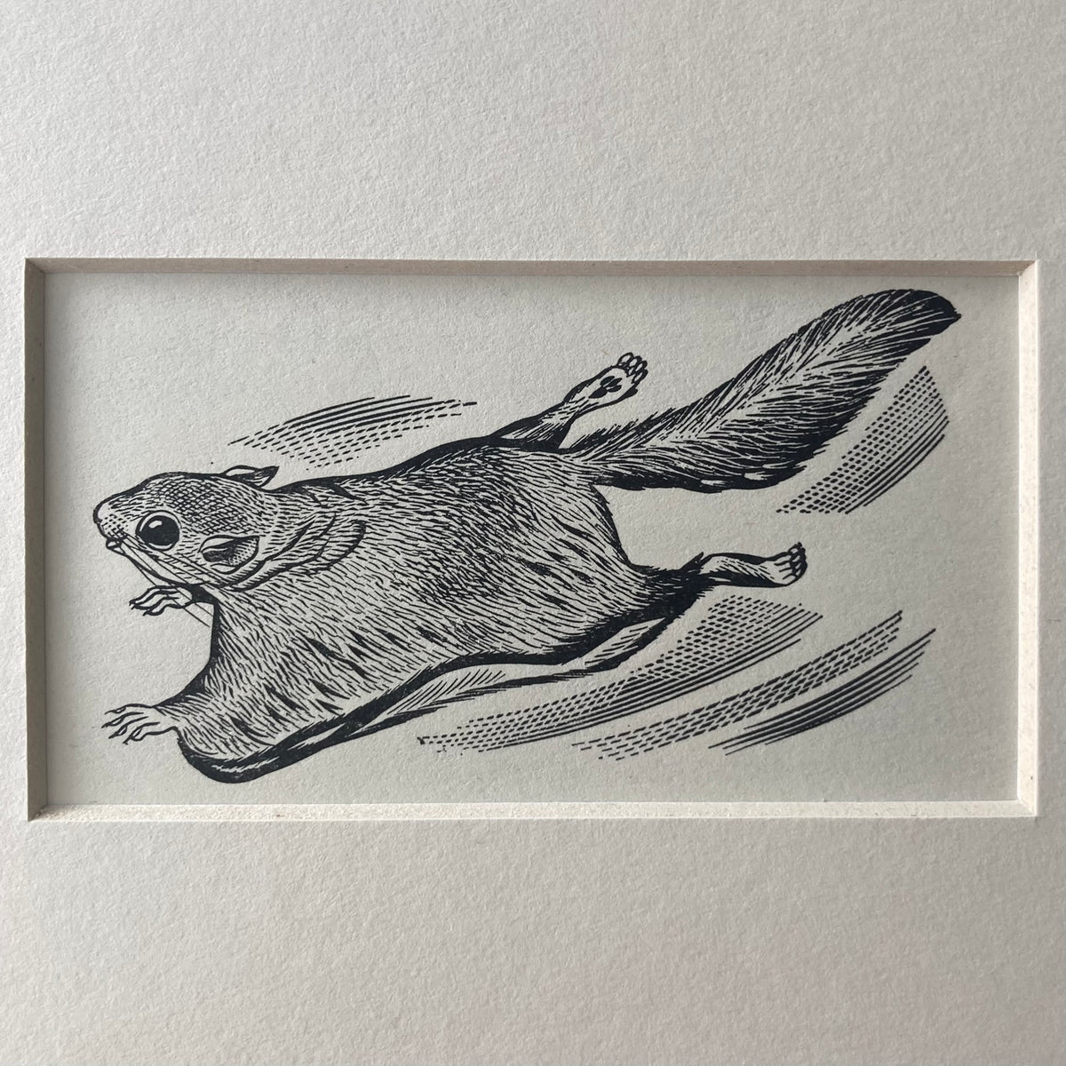 1960s Flying Squirrel Mounted Print ~ 8 x 6"