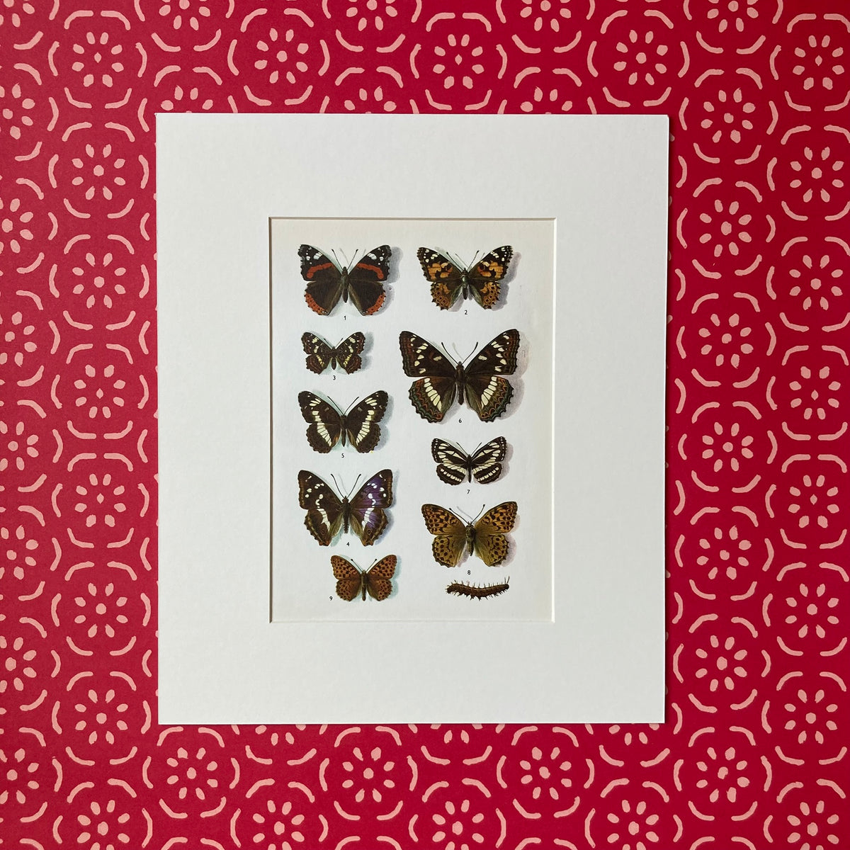 1970s British Butterflies Mounted Print ~ 10 x 12"