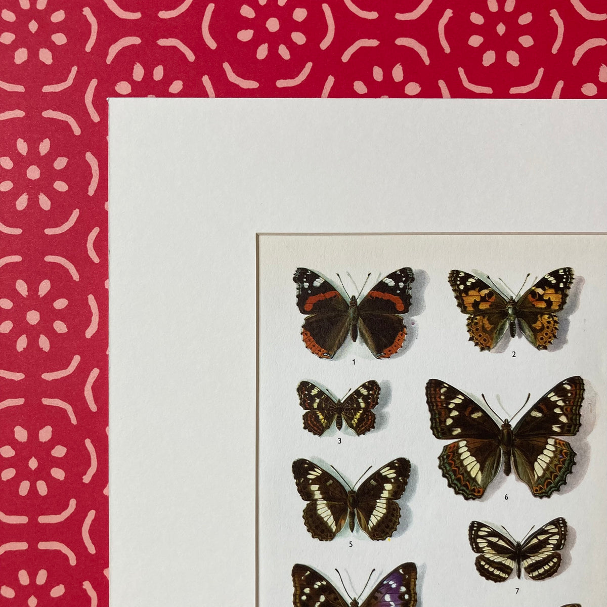 1970s British Butterflies Mounted Print ~ 10 x 12"