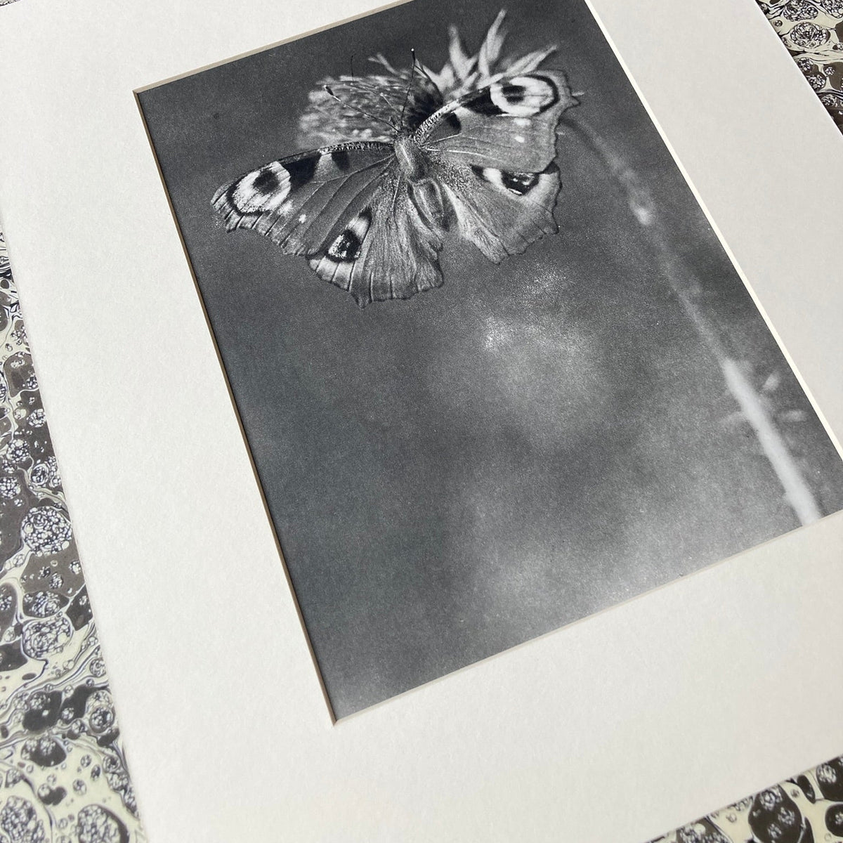1960s Monochrome Peacock Butterfly Mounted Print ~ 10 x 12"