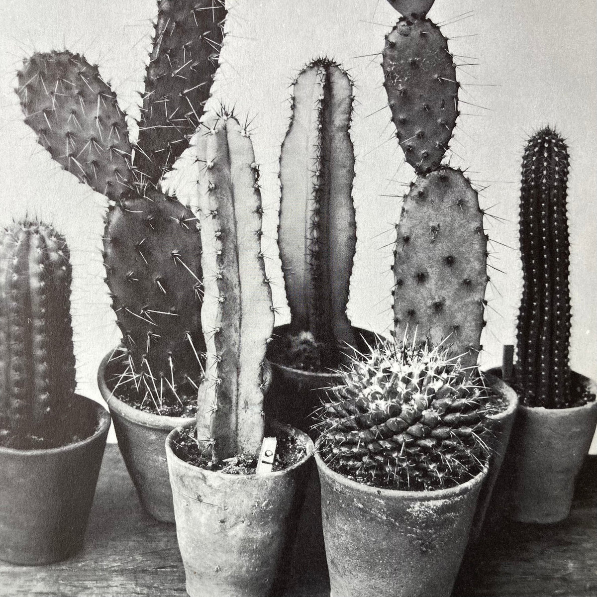 1960s Monochrome Cacti Mounted Print ~ 11 x 14"