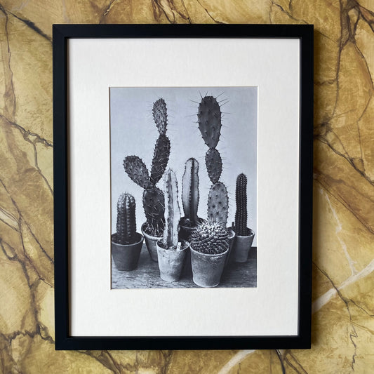 1960s Monochrome Cacti Mounted Print ~ 11 x 14"