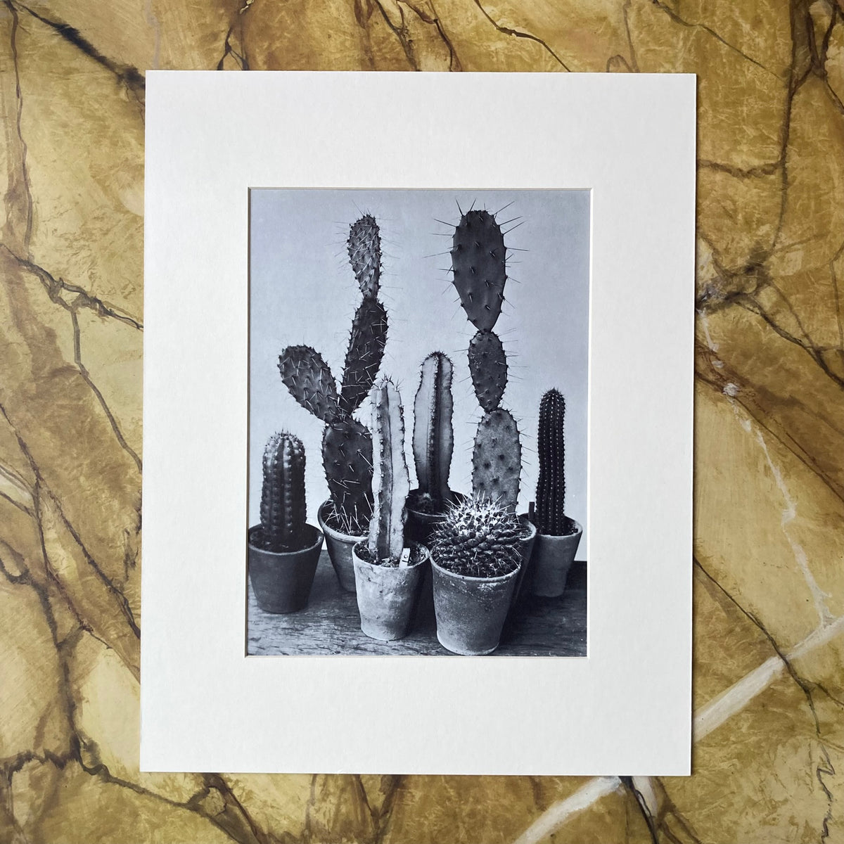 1960s Monochrome Cacti Mounted Print ~ 11 x 14"