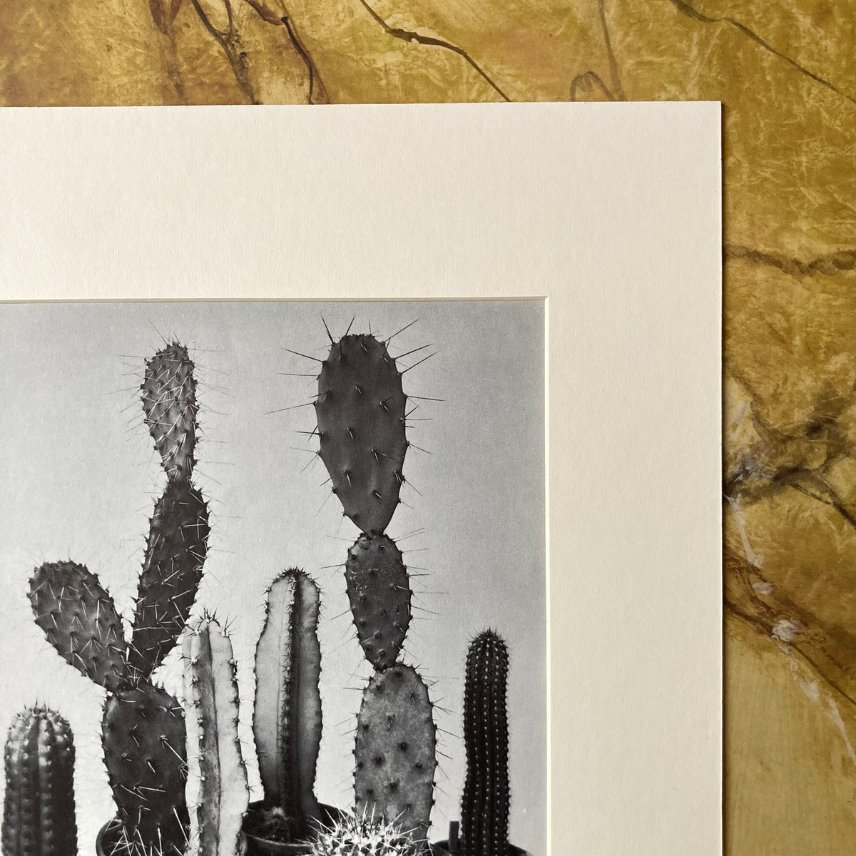 1960s Monochrome Cacti Mounted Print ~ 11 x 14"
