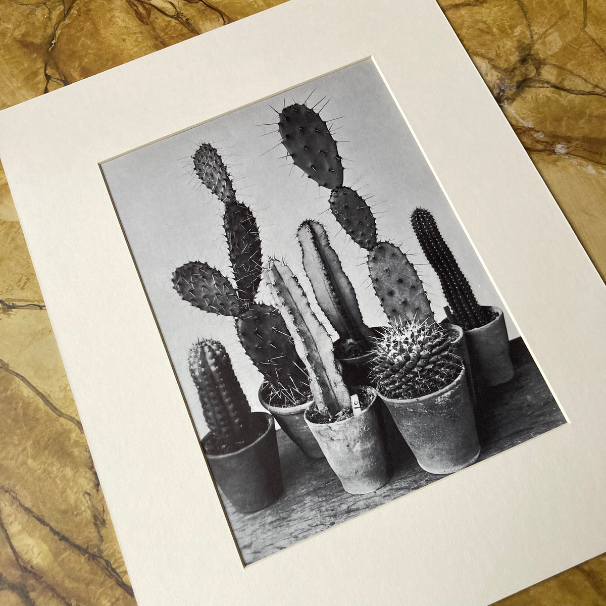 1960s Monochrome Cacti Mounted Print ~ 11 x 14"