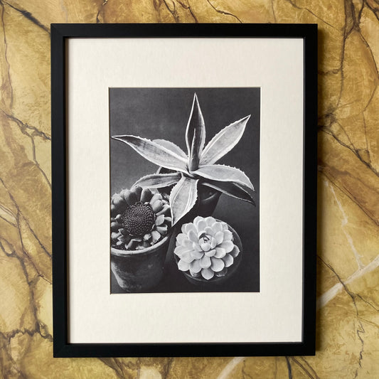 1960s Monochrome Succulent Mounted Print ~ 11 x 14"