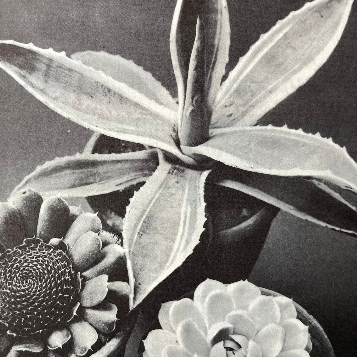 1960s Monochrome Succulent Mounted Print ~ 11 x 14"