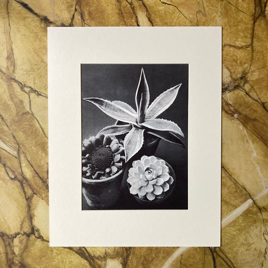 1960s Monochrome Succulent Mounted Print ~ 11 x 14"