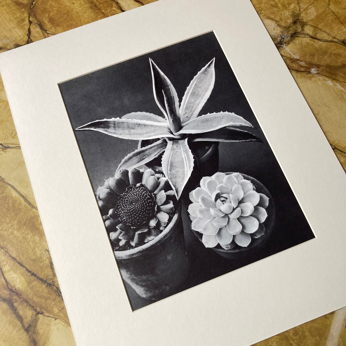 1960s Monochrome Succulent Mounted Print ~ 11 x 14"