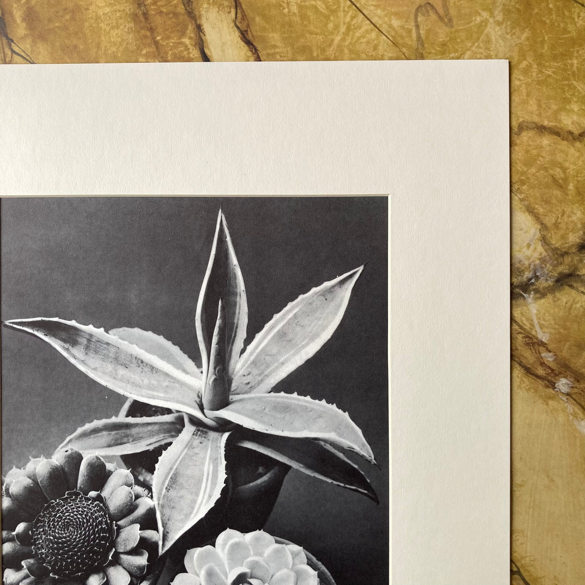 1960s Monochrome Succulent Mounted Print ~ 11 x 14"