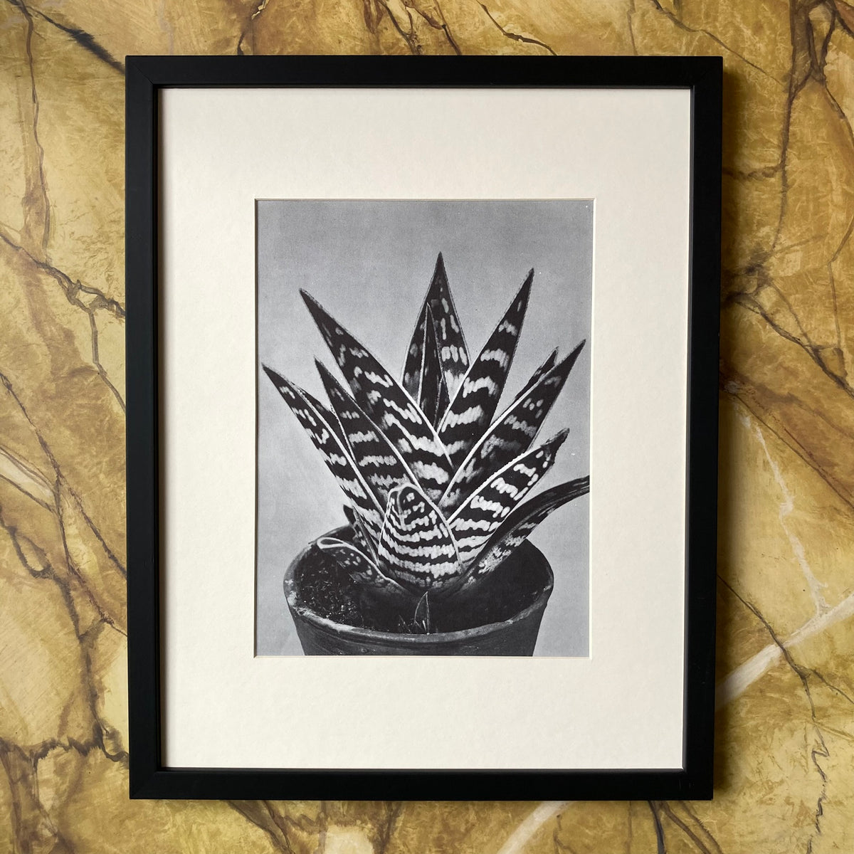 1960s Monochrome Aloe Mounted Print ~ 11 x 14"