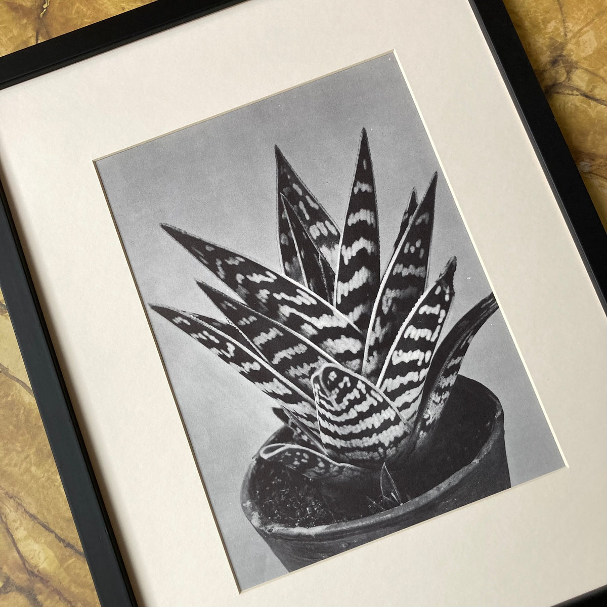 1960s Monochrome Aloe Mounted Print ~ 11 x 14"