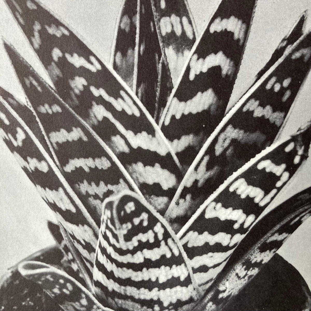1960s Monochrome Aloe Mounted Print ~ 11 x 14"