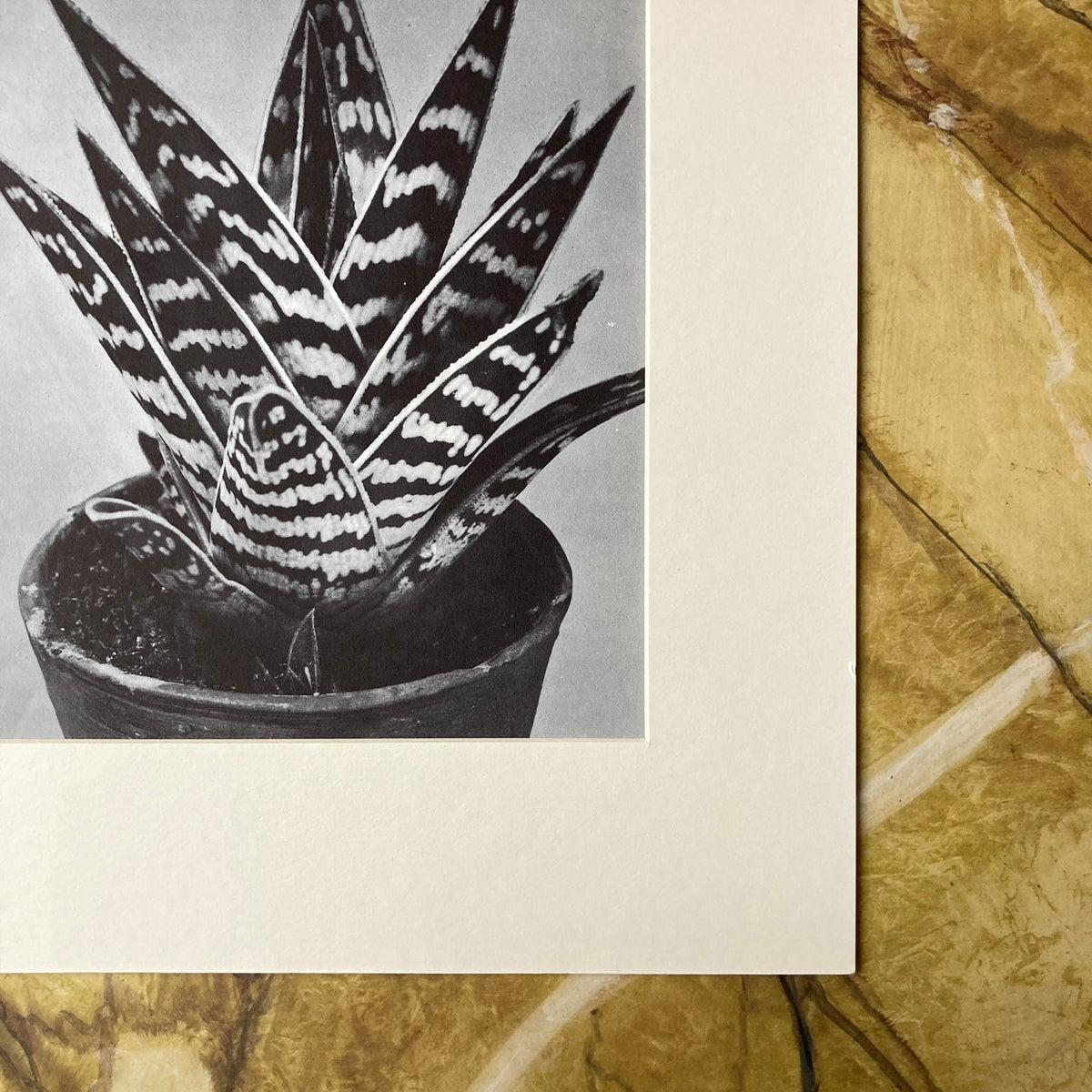 1960s Monochrome Aloe Mounted Print ~ 11 x 14"