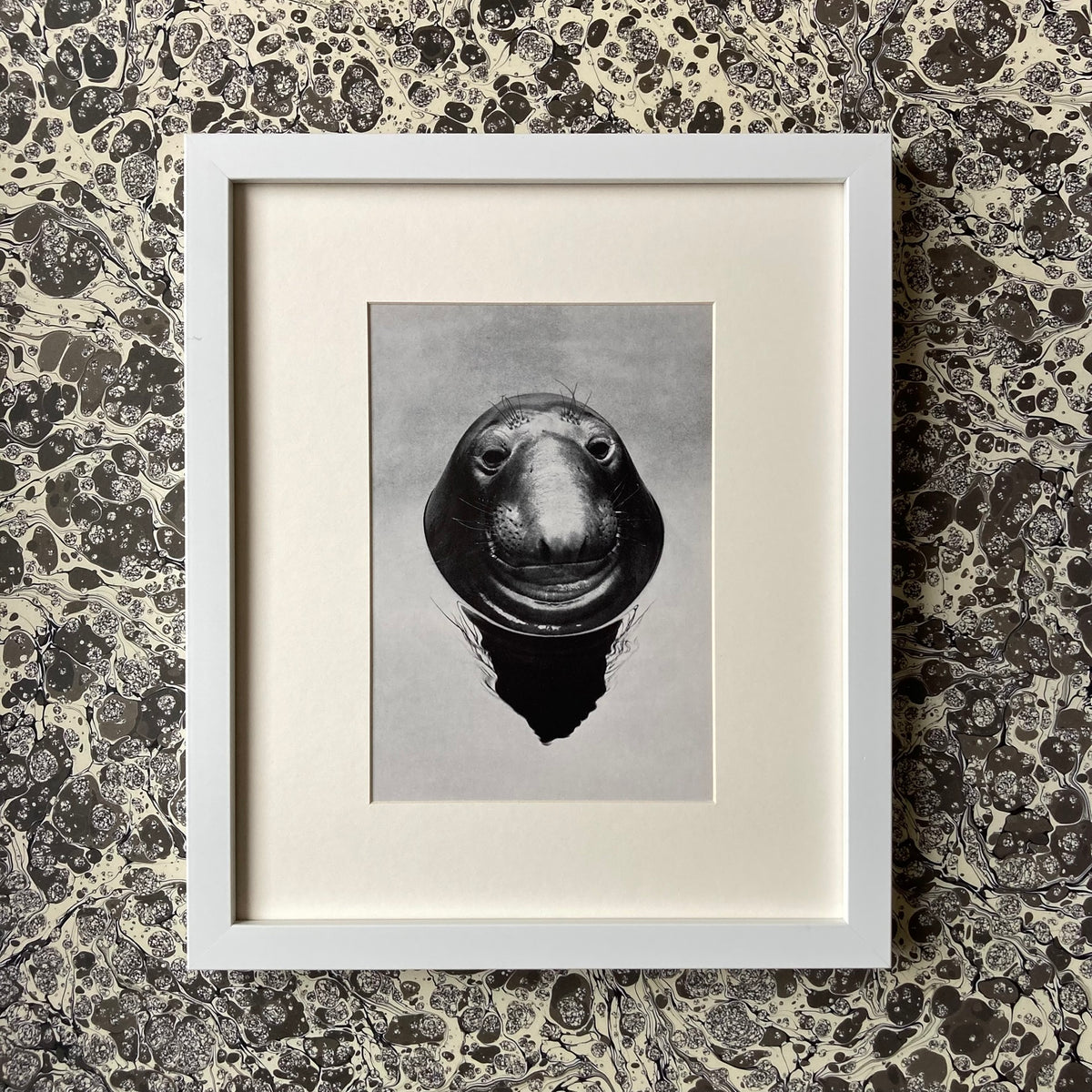 1960s Monochrome Seal Mounted Print ~ 10 x 12"
