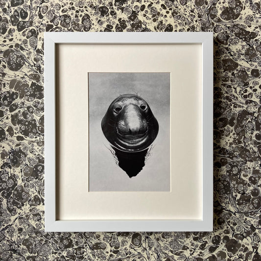 1960s Monochrome Seal Mounted Print ~ 10 x 12"