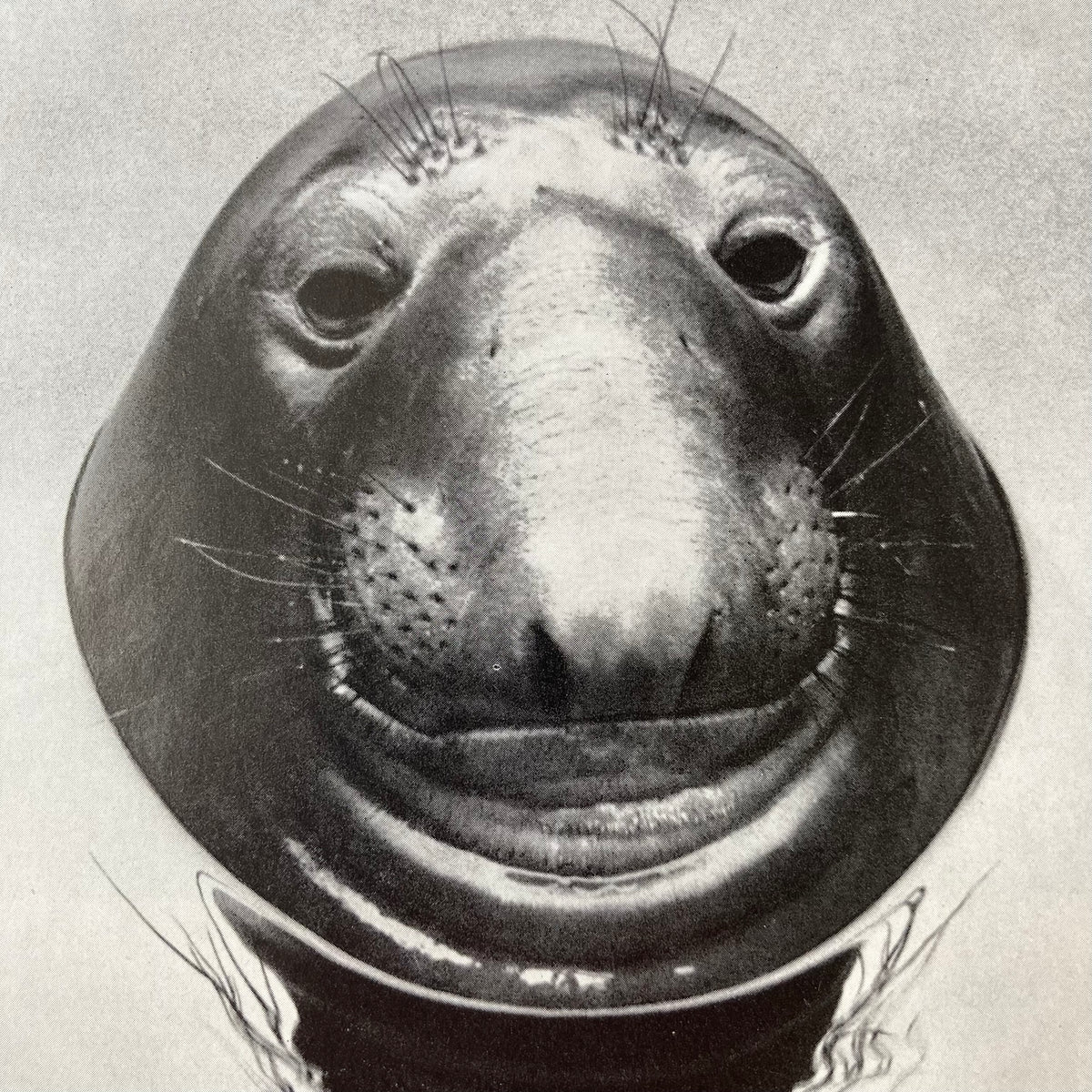 1960s Monochrome Seal Mounted Print ~ 10 x 12"