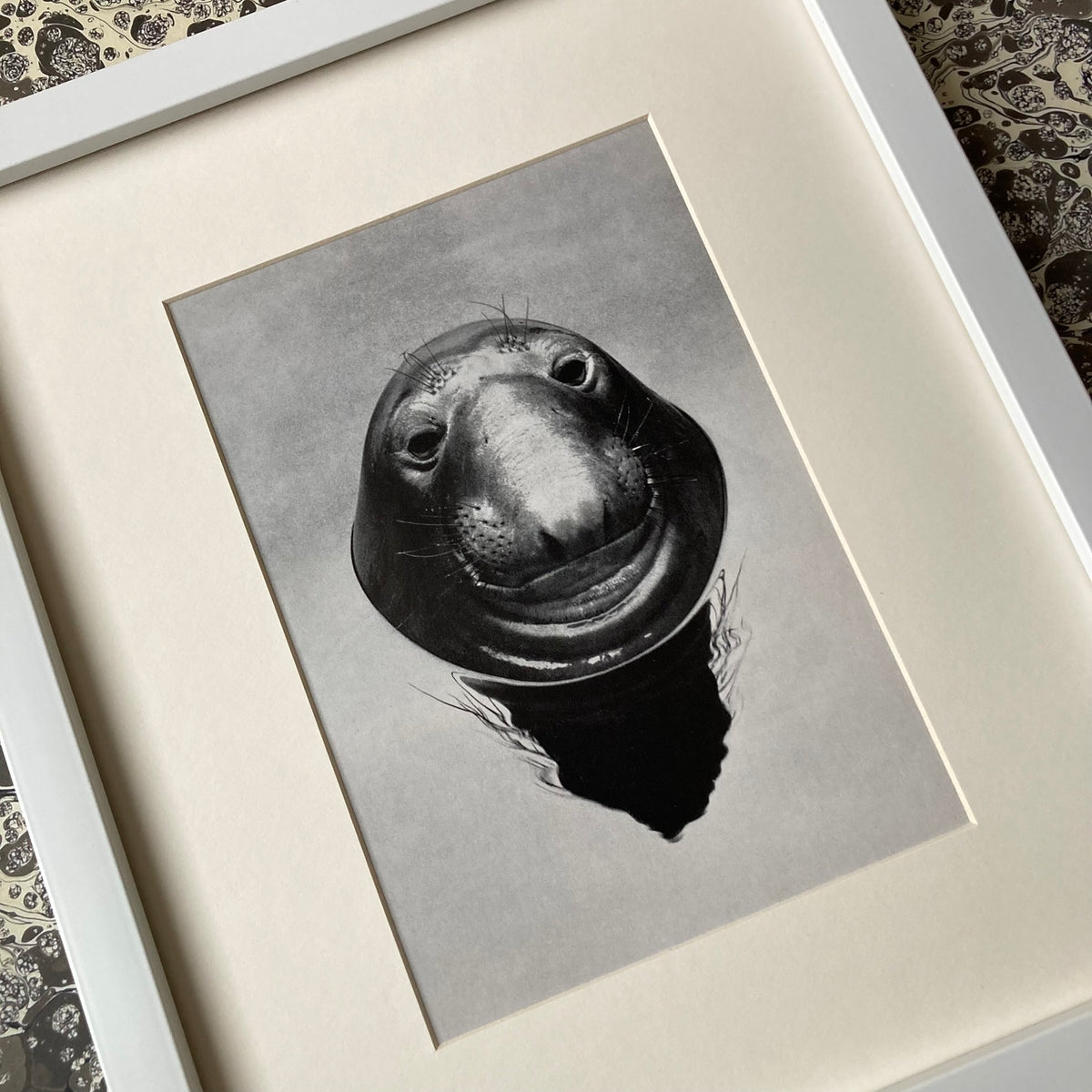 1960s Monochrome Seal Mounted Print ~ 10 x 12"