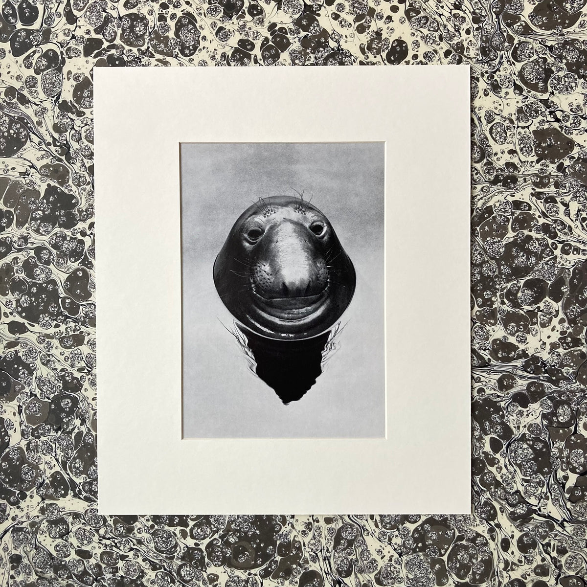 1960s Monochrome Seal Mounted Print ~ 10 x 12"