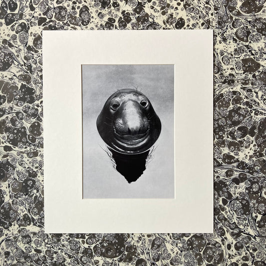 1960s Monochrome Seal Mounted Print ~ 10 x 12"